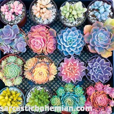 Buffalo Games Photography Sweet Succulents 300 Large Piece Jigsaw Puzzle B07N4Q71KQ
